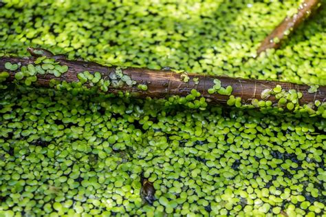 Duckweed The Ultimate Guide Envii