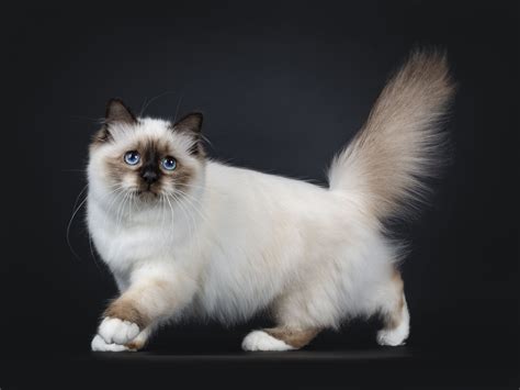 Birman Cat Breed Profile Characteristics And Care