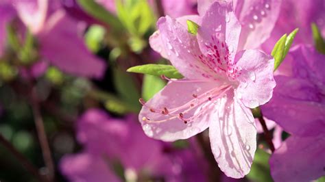 Pink Rhododendron Flowers With Water Drops In Blur Background Hd