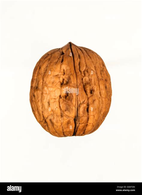 One Nut In The Center Of The Picture With White Background Stock Photo