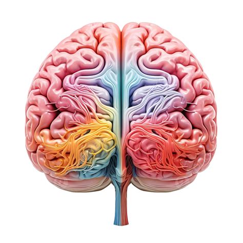 Human Brain Png Brain Human Anatomy Png Transparent Image And
