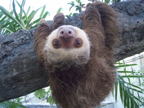 26 Invaluable Life Lessons According To Sloths