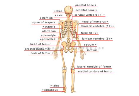 Thoracic Region In Human Skeleton