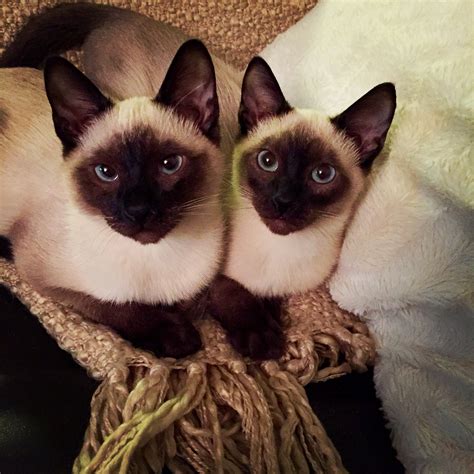 Meet The Twins 4mos Old Siamese Kittens Scarlett And Rhett R L