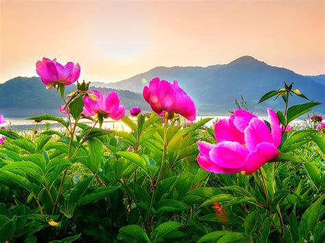 Daecheongdo Island In Incheon South Korea Peony Flower Field Landscape