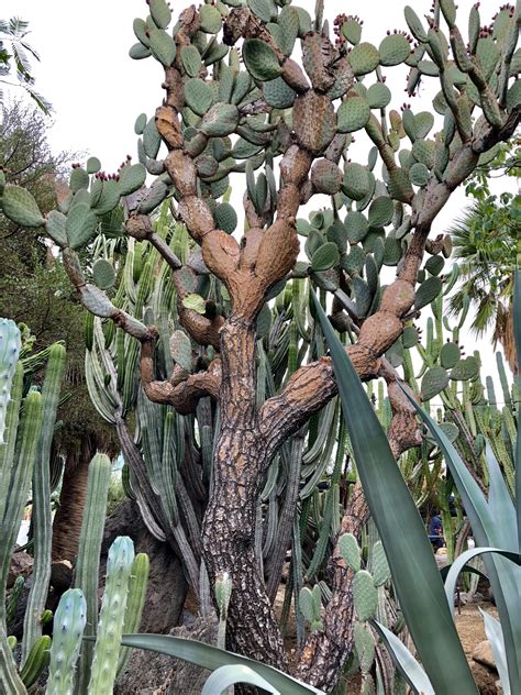 This Cactus Is Slowly Morphing Into A Tree Rmildlyinteresting