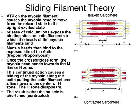 Sliding Filament Theory Flow Chart