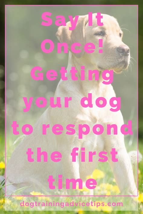 Say It Once Getting Your Dog To Respond The First Time Dog Training