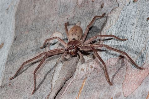 Hundreds Of Huntsman Spiders Hatch In Skin Crawling Viral Video