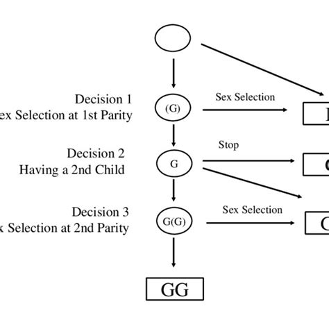 Decision Tree Of Model Of Sex Selection Download Scientific Diagram