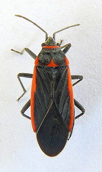 Arizona True Bug For Id Melacoryphus Lateralis Bugguidenet