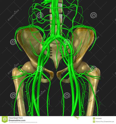 The hip muscles encompass many muscles of the hip and thigh whose main function is to act on the thigh at the hip joint and stabilize the pelvis. Nerves And Hip Bone Stock Illustration - Image: 44453683