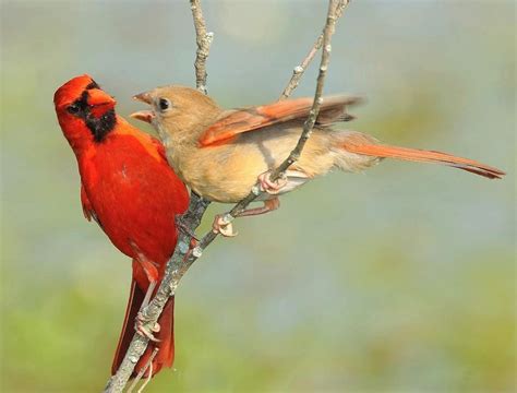 Male And Female Cardinal Cardinals Male And Female Pinterest