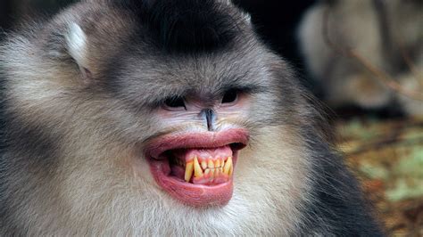 Natural Lipstick Helps Male Monkeys Get The Girl Science Aaas