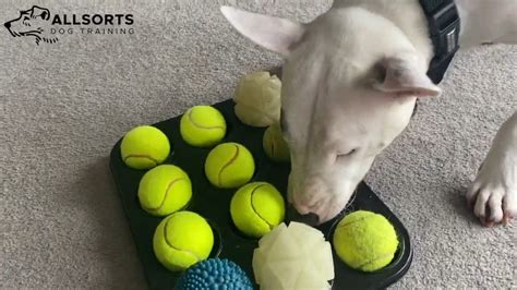 Canine Enrichment Activities #2: The Muffin Tin | dog, muffin, tennis