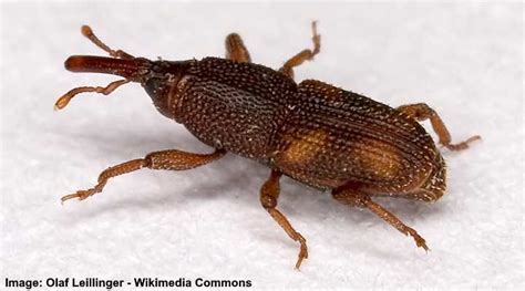 Weevils In Flour Flour Bugs Causes And Treatments