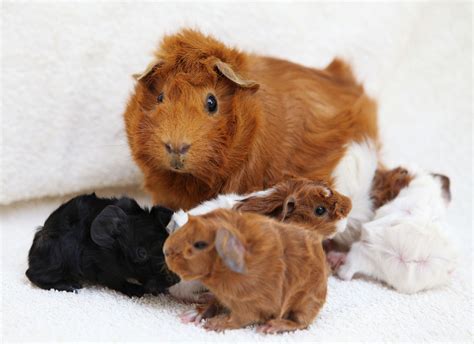 Heikos Tumblr Four New Baby Guinea Pigs Born Overnight Last