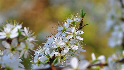 Free Images Nature Branch Blossom Sunshine Meadow Fruit