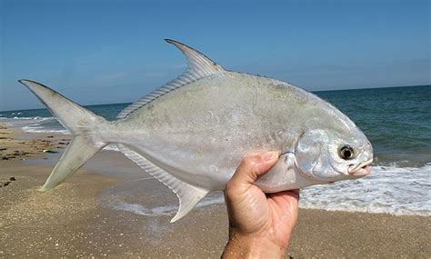 How To Catch Florida Pompano The Outdoors Guy