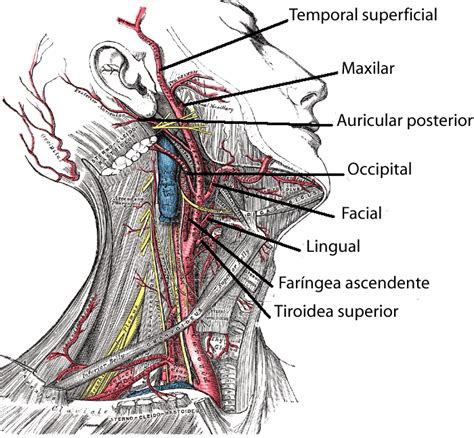 Arteria Temporal Superficial Wikipedia La Enciclopedia Libre