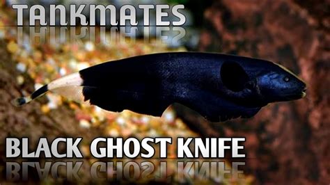 Black Ghost Knife Fish Tank Mates Ghost Knife Fish Tankmates YouTube
