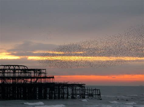 Brighton November Sunset Venetia 27 Flickr
