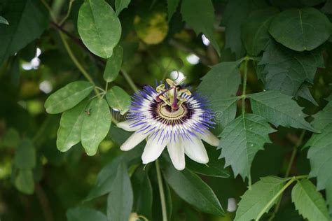 Winter Hardy Passion Flower Passiflora Caerulea In July In The Garden