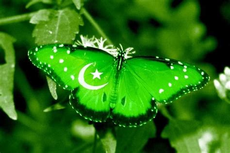 See more ideas about pakistan wallpaper, pakistan independence, pakistani flag. Trendpak: Trend of Culture Pakistan