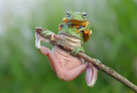 “smiling” Dumpy Tree Frogs Show Off Their Amphibian Acrobatics In