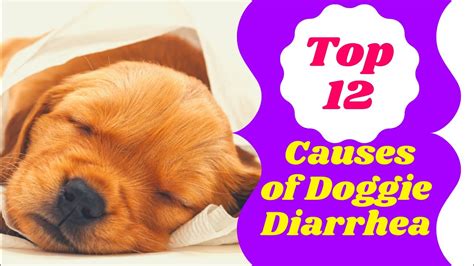 Diarrhea In Dogs 12 Reasons Your Dog Has Diarrhea Dog Health Tips