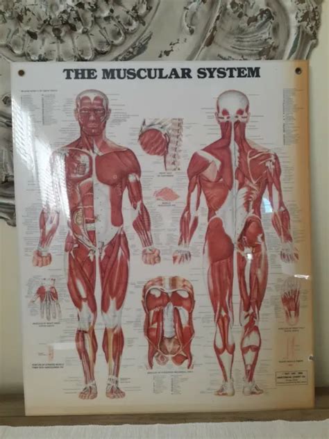 Vintage Anatomical Charts For Sale Picclick