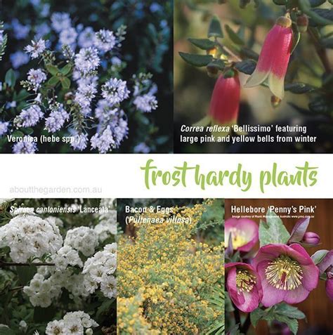 Frost Hardy Plants And Gardening Tips About The Garden Magazine 2022