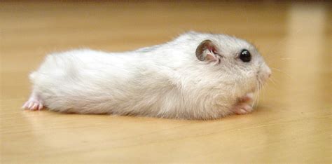 Filepearl Winter White Russian Dwarf Hamster Side Wikipedia