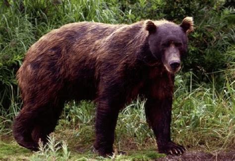 Kamchatka Brown Bear Wikimedia Commons Public Domain Download