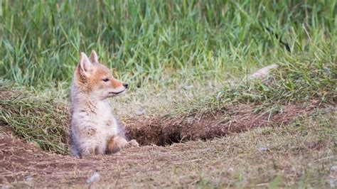 Where Do Coyotes Sleep? 6 Places Coyotes Sleep - eatingthewild.com