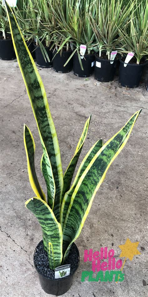 Sansevieria Mother In Laws Tongue Variegated 8 Pot Hello Hello