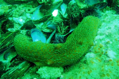Warty Sea Cucumber In April 2006 By Littletiff99 · Inaturalist