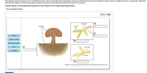 Question This Diagram Shows The Structure Of A Multicellular Fungus