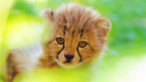 Cheetah Cute Cub 4k Hd Animals 4k Wallpapers Images Backgrounds Photos And Pictures