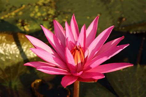 3840x2560 Blooming Blossom Closeup Flower Leaves Lotus Nature