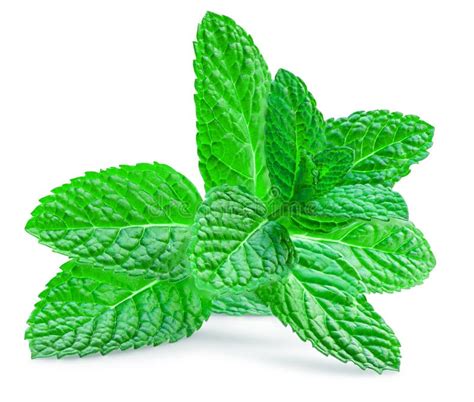 Fresh Spearmint Leaves Isolated On The White Background Mint