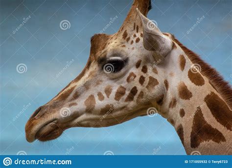 Giraffe Girl With Big Eyes And Long Eyelashes Stock Photo Image Of