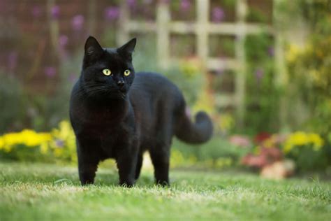 Download A Black Cat Standing On The Grass