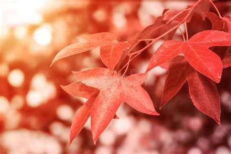 Red Autumn Leaves Background Stock Photo Image Of Leaves Backdrop