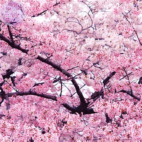 Bellfarm Japanese Pink Cherry Blossom Sakura Tree 20 Seeds Oriental