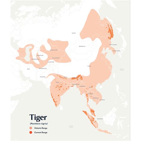 Year Of The Tiger Illegal Trade Thrives Amid Efforts To Save Wild Tigers