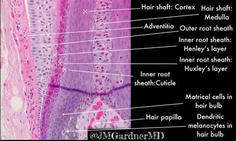 Hair Follicle Root With Inner And Outer Root Sheath Labeled Kiko Xp