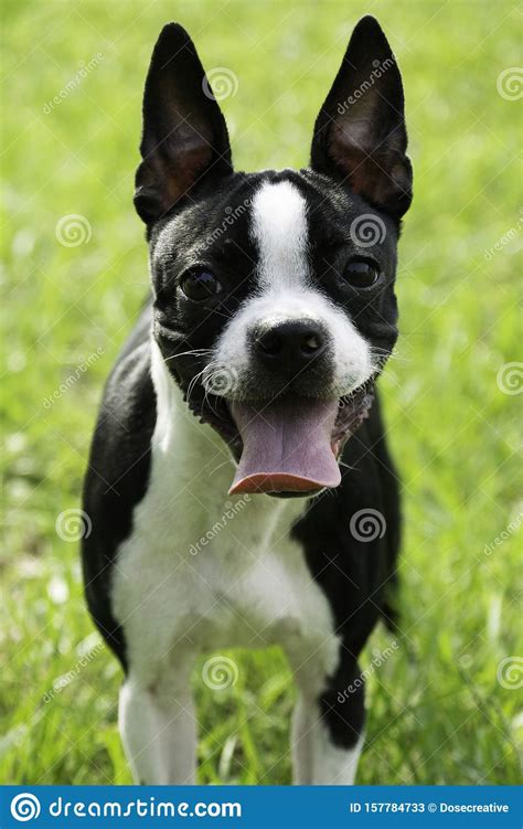 Expressive Boston Terrier Puppy With Cute Face Stock Image Image Of