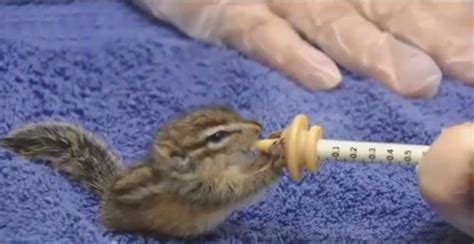 Baby Chipmunk Is Wildlife Centers First And By Far Its Cutest