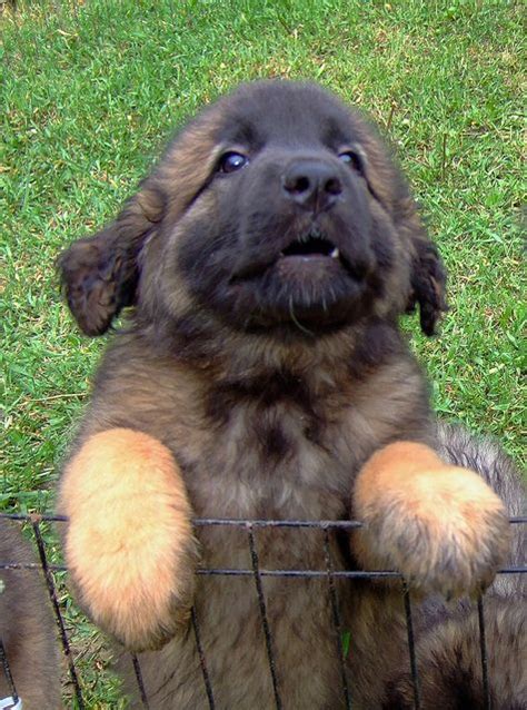 Leonberger Puppy I Haw A Leonberger Best Dogs Ever